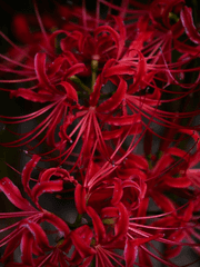 이루어질 수 없는 사랑