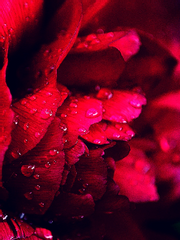 당신의 이름을 불러도 좋을까