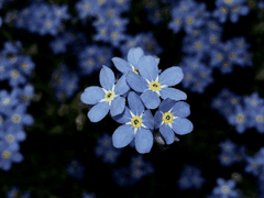 미수반 X 별의 아이