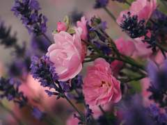 꽃은 시들었지만