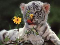 질척이는 호랑이와 앙칼진 토끼 썰 18