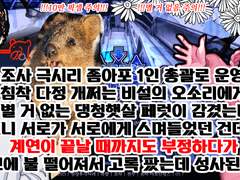 초코 관싹 후기