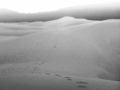 보편의 정원 (미완)