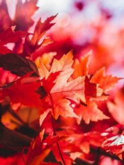 메이플스토리 2차 연성