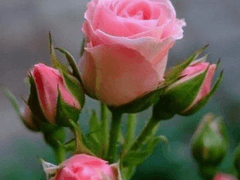 어린왕자는 장미를