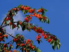 초 여름 밤의 꿈