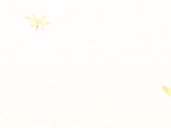 란 레일라 실종로그