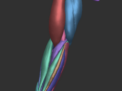 팔 뼈+근육 소재