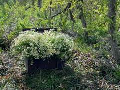 작별의 머리카락