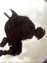 [귀멸의 칼날] 단편썰 모음