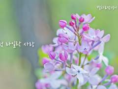 [전체공개] 첫 라일락 사랑