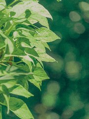 [GL] 평범한 도깨비