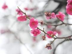 눈밭에 핀 꽃(雪中梅) 7