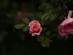 친애하는 나의 동경에게.