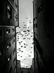 [SVT] 그들이 사는 세상