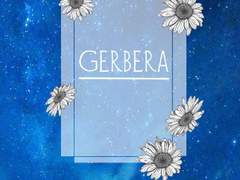 GERBERA
