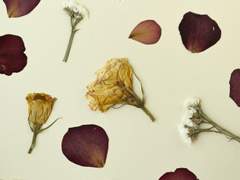 잎 진 자리/이도은