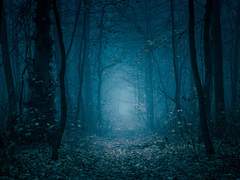 뉴비의 포레스텔라 캐해