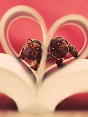 [퓨바용쿠] 집착