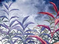 어둡고 차분한 느낌의 풀잎 브러시 6종