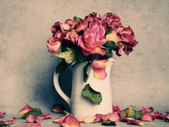 𝙰 𝚍𝚛𝚢 𝚏𝚕𝚘𝚠𝚎𝚛 𝚊𝚗𝚍 𝚊 𝚋𝚕𝚘𝚘𝚖𝚒𝚗𝚐 𝚕𝚒𝚏𝚎