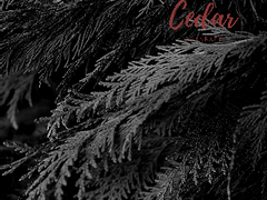 나의 백향목에게 2