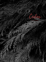 [찬백] 나의 백향목에게