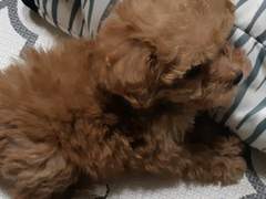 양잠시 그리고 마지막