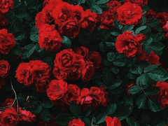 우치하 히시로(うちは 日代)