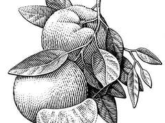 Citrus, Vanilla, Woody