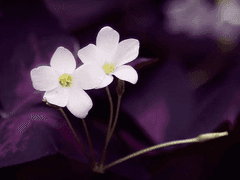 Hayden Crawford / XY / 34