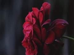 보스 아내와 바람피는 전정국 下 (完) +외전