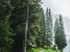 잠에서 깨보니 숲 속이였다.