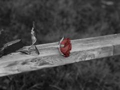 博愛, 그리고 薔薇