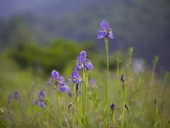 Iris nertschinskia Lodd