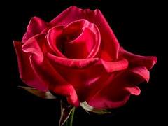 Profile :: 유비아