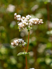 시체를 먹는 꽃