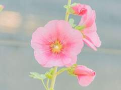 접시꽃 당신 上