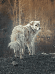 카시오핑크의 부적격 망상