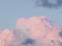 어린 고래와 어린 상어.