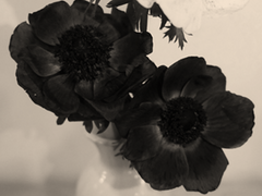 [오다자] 아네모네