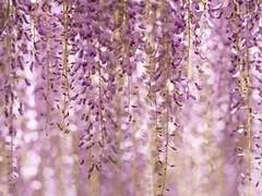 사네카나 썰 백업 3