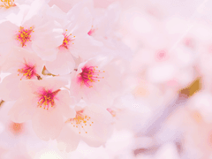 다시마커 프로필