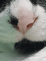 좀비고 연성 백업