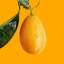 kumquat