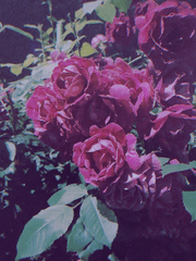 ( 백도 ) 사랑의 방식