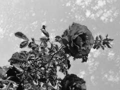 [얀별케일] Origin