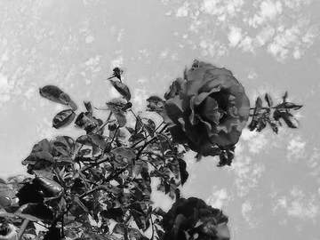 [얀별케일] Origin