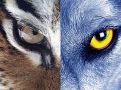 호랑지심(虎狼之心) 10