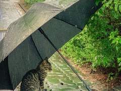 그 날의 소나기가 떠오른 거야.